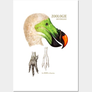 The Dodo of Mauritius - Zoological Drawing Posters and Art